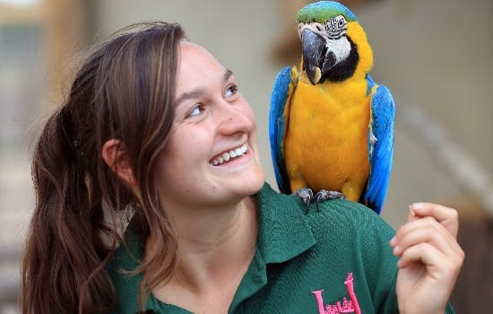 Hobbledown Heath Zoo Macaw