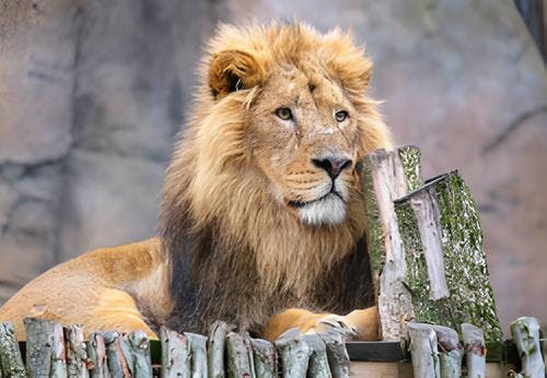 ZSL London Zoo with hotel stay