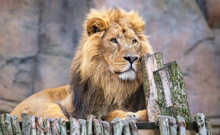 London Zoo with Hotel Stay