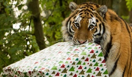 Port Lympne Tiger with Christmas Present