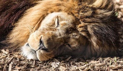 Port Lympne Safari Park Lion