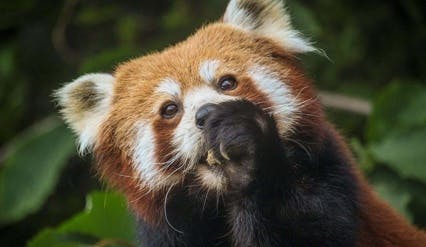 Port Lympne Safari Park Red Panda