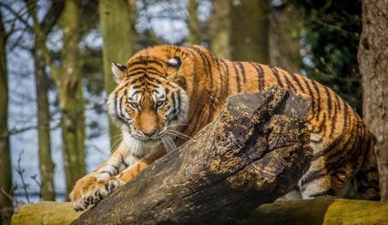 Port Lympne Safari Park Tiger