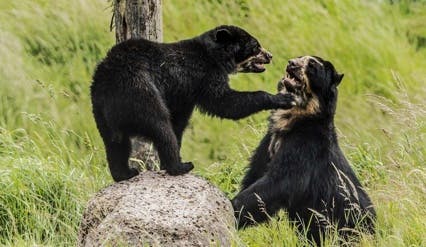 Port Lympne Safari Park Spectacled Bear