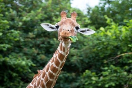 ZSL Whipsnade Zoo Giraffe