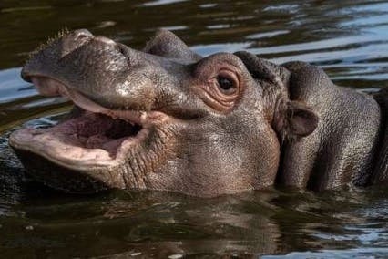 ZSL Whipsnade Zoo Hippo