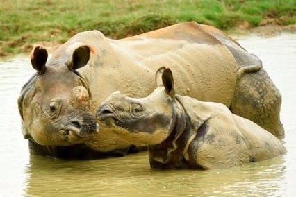ZSL Whipsnade Zoo Rhino