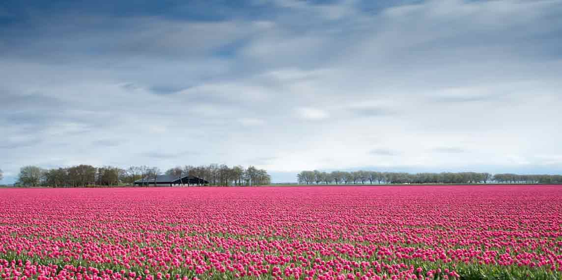 Image of Tulip Fields, Netherlands