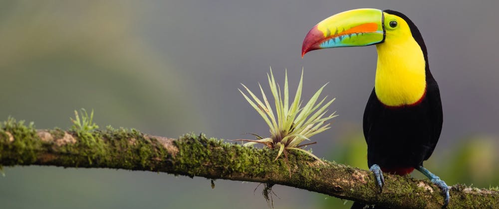 Toucan on a branch