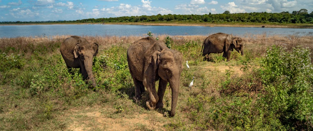 Sri Lanka wildlife - elephants