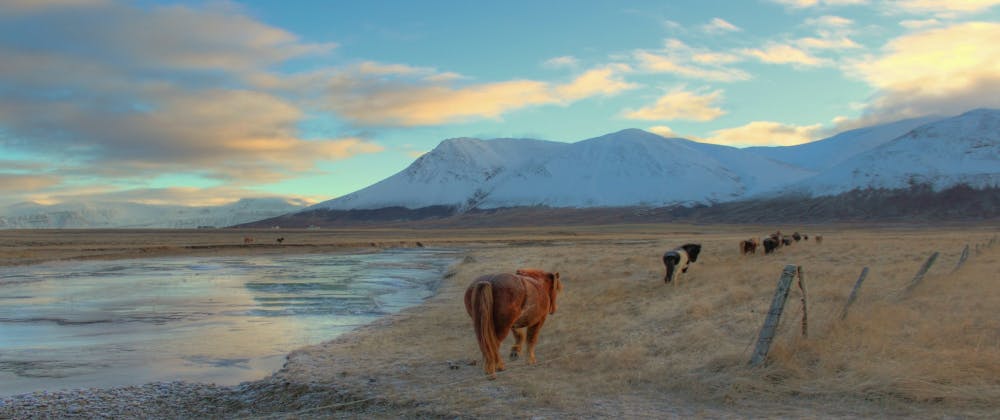 Horses in Akureyri, Iceland
