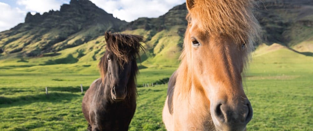Things to in Iceland - Wild Horses