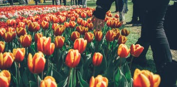 Keukenhof and tulip fields half-day tour from Amsterdam