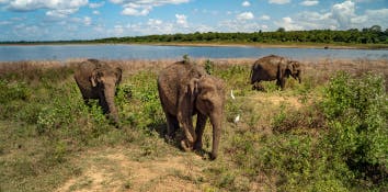 Udawalawe elephant 4x4 safari