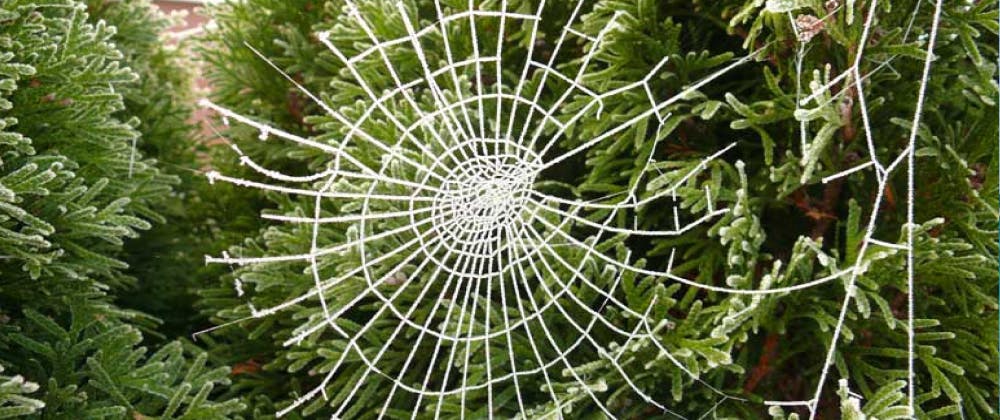 Spider web Christmas decoration, Ukraine