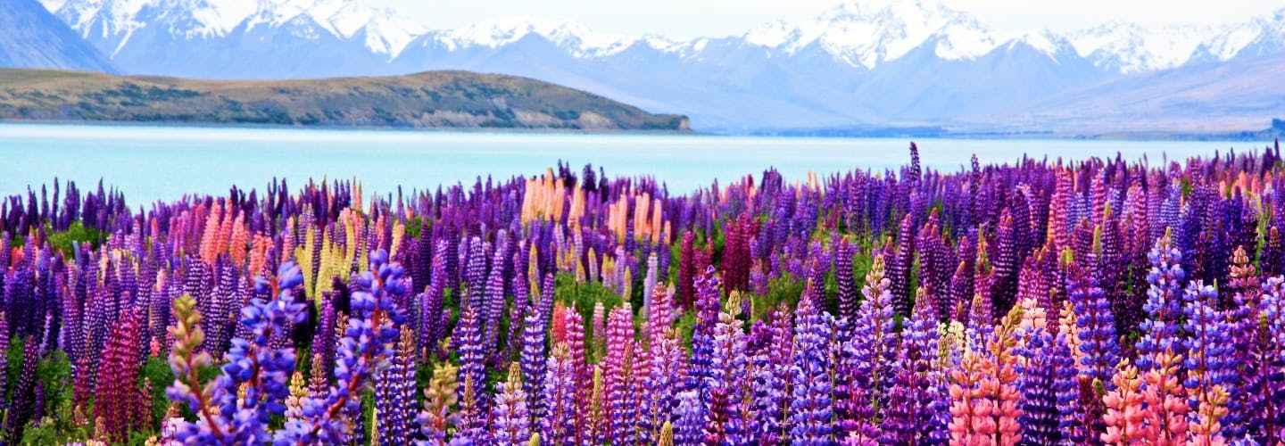 New Zealand Travel Guide