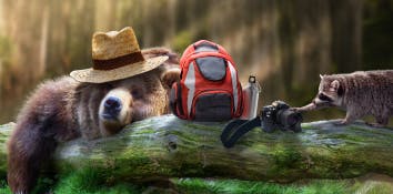 Racoon stealing luggage from a sleepy bear