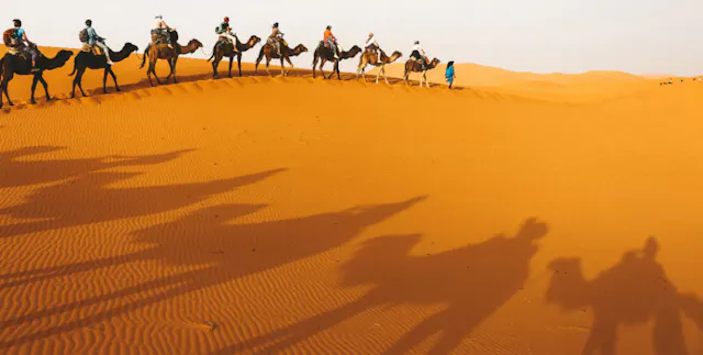 Camels in the Sahara
