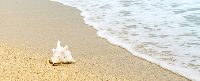 Seashell on the beach